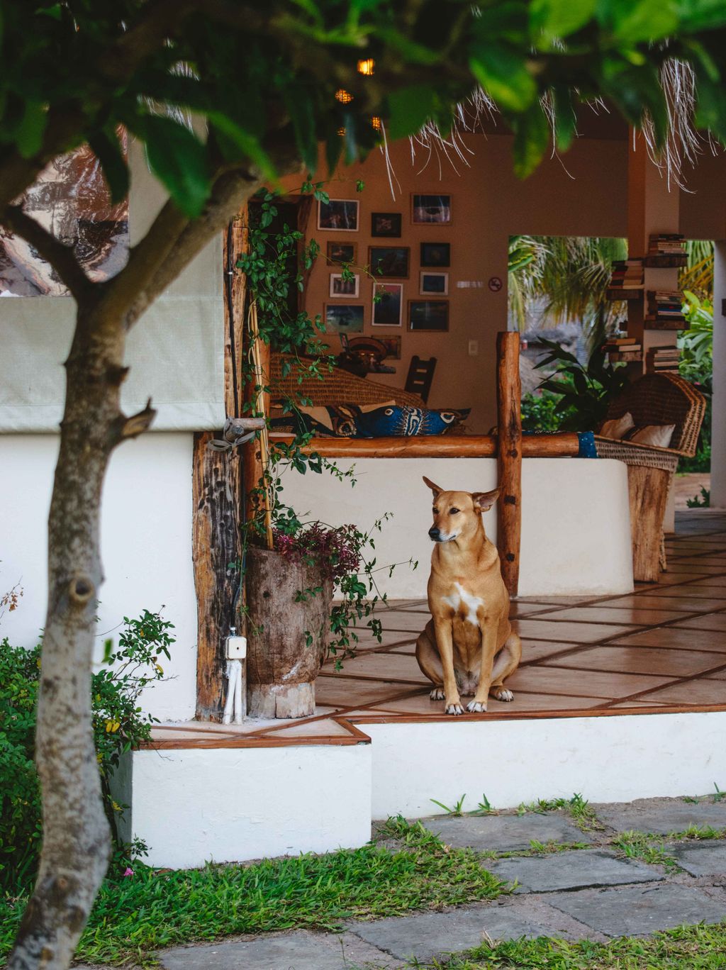guesthouse jardin chien